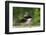 Washington, Male Wood Duck Preens While Perched on a Log in the Seattle Arboretum-Gary Luhm-Framed Photographic Print