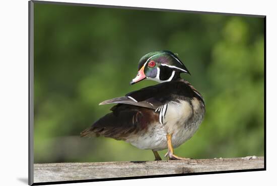 Washington, Male Wood Duck Preens While Perched on a Log in the Seattle Arboretum-Gary Luhm-Mounted Photographic Print