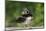 Washington, Male Wood Duck Preens While Perched on a Log in the Seattle Arboretum-Gary Luhm-Mounted Photographic Print