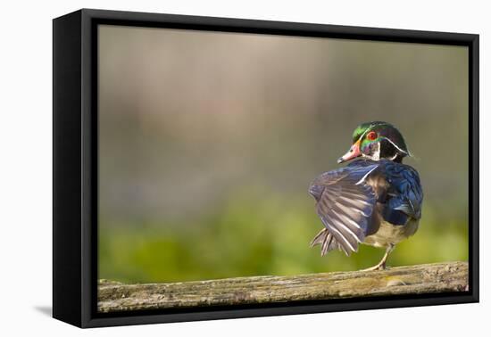 Washington, Male Wood Duck Stretches While Perched on a Log in the Seattle Arboretum-Gary Luhm-Framed Premier Image Canvas