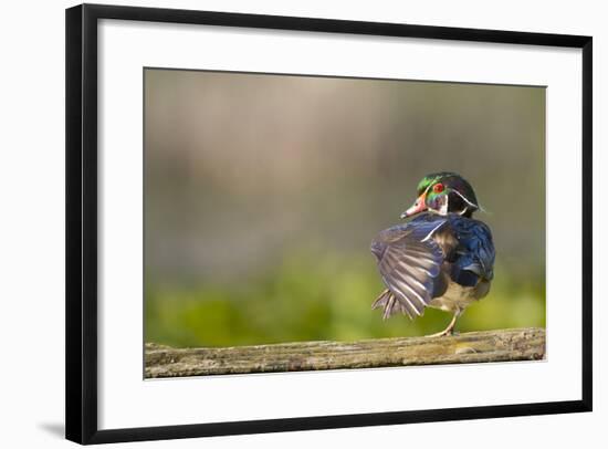 Washington, Male Wood Duck Stretches While Perched on a Log in the Seattle Arboretum-Gary Luhm-Framed Photographic Print