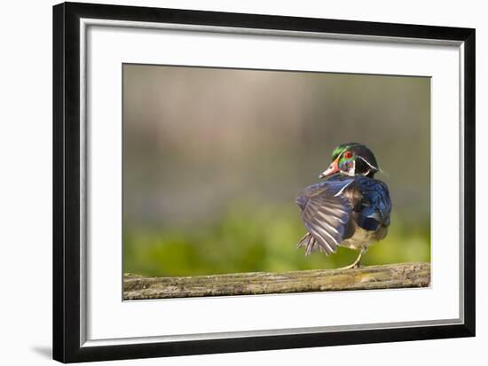 Washington, Male Wood Duck Stretches While Perched on a Log in the Seattle Arboretum-Gary Luhm-Framed Photographic Print