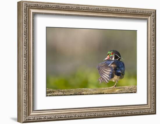 Washington, Male Wood Duck Stretches While Perched on a Log in the Seattle Arboretum-Gary Luhm-Framed Photographic Print