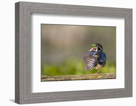 Washington, Male Wood Duck Stretches While Perched on a Log in the Seattle Arboretum-Gary Luhm-Framed Photographic Print