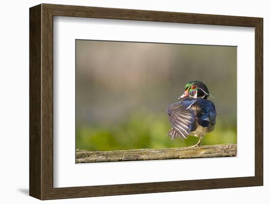 Washington, Male Wood Duck Stretches While Perched on a Log in the Seattle Arboretum-Gary Luhm-Framed Photographic Print