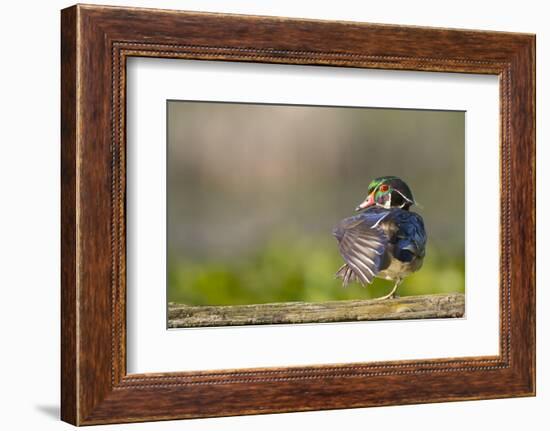 Washington, Male Wood Duck Stretches While Perched on a Log in the Seattle Arboretum-Gary Luhm-Framed Photographic Print