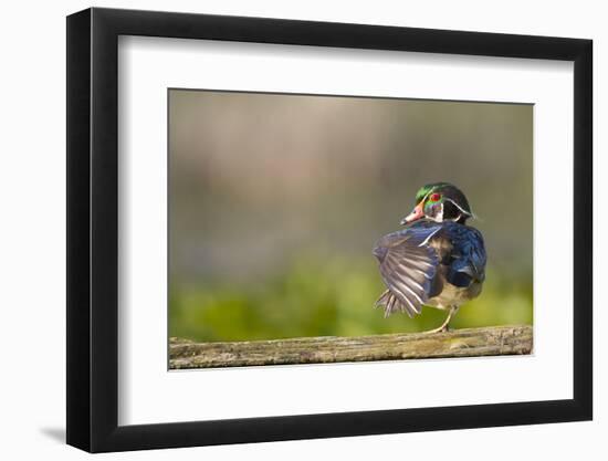 Washington, Male Wood Duck Stretches While Perched on a Log in the Seattle Arboretum-Gary Luhm-Framed Photographic Print