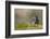 Washington, Male Wood Duck Stretches While Perched on a Log in the Seattle Arboretum-Gary Luhm-Framed Photographic Print