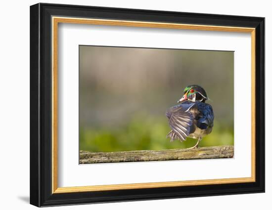 Washington, Male Wood Duck Stretches While Perched on a Log in the Seattle Arboretum-Gary Luhm-Framed Photographic Print