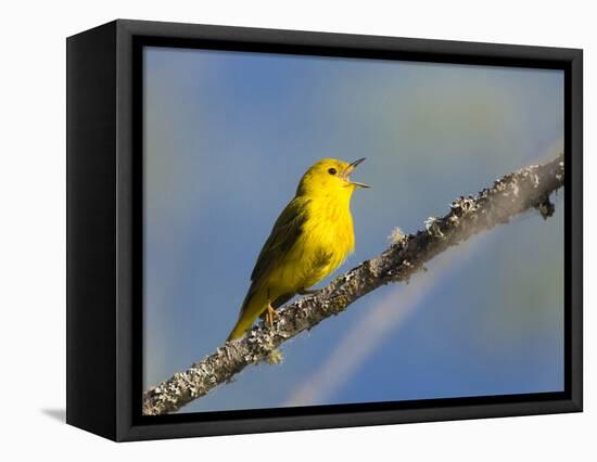 Washington, Male Yellow Warbler Sings from a Perch, Marymoor Park-Gary Luhm-Framed Premier Image Canvas