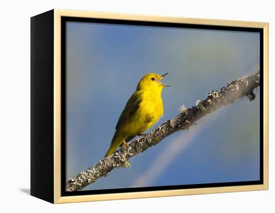 Washington, Male Yellow Warbler Sings from a Perch, Marymoor Park-Gary Luhm-Framed Premier Image Canvas