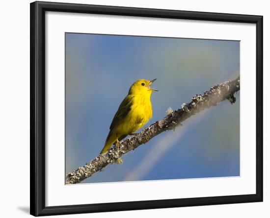 Washington, Male Yellow Warbler Sings from a Perch, Marymoor Park-Gary Luhm-Framed Photographic Print