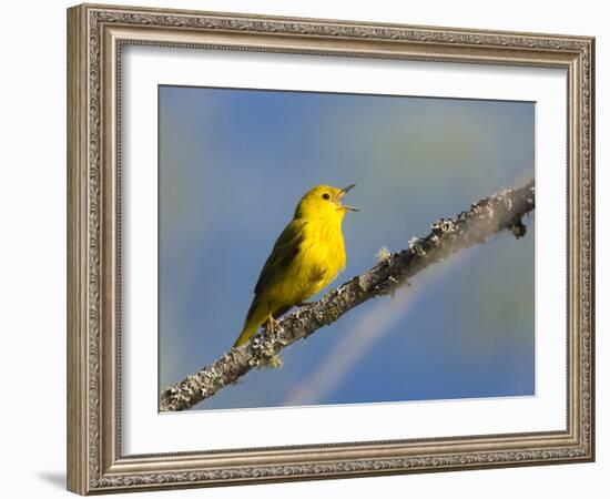 Washington, Male Yellow Warbler Sings from a Perch, Marymoor Park-Gary Luhm-Framed Photographic Print