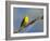 Washington, Male Yellow Warbler Sings from a Perch, Marymoor Park-Gary Luhm-Framed Photographic Print