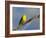 Washington, Male Yellow Warbler Sings from a Perch, Marymoor Park-Gary Luhm-Framed Photographic Print