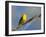 Washington, Male Yellow Warbler Sings from a Perch, Marymoor Park-Gary Luhm-Framed Photographic Print