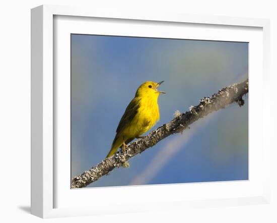 Washington, Male Yellow Warbler Sings from a Perch, Marymoor Park-Gary Luhm-Framed Photographic Print