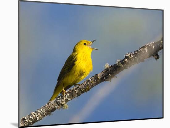 Washington, Male Yellow Warbler Sings from a Perch, Marymoor Park-Gary Luhm-Mounted Photographic Print