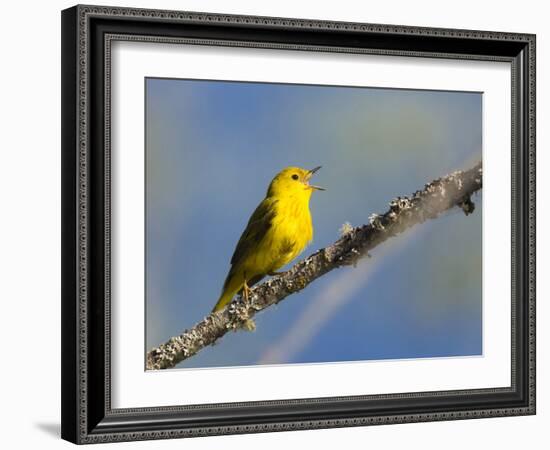 Washington, Male Yellow Warbler Sings from a Perch, Marymoor Park-Gary Luhm-Framed Photographic Print