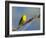 Washington, Male Yellow Warbler Sings from a Perch, Marymoor Park-Gary Luhm-Framed Photographic Print