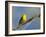 Washington, Male Yellow Warbler Sings from a Perch, Marymoor Park-Gary Luhm-Framed Photographic Print