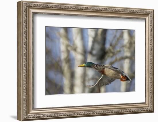 Washington, Mallard Drake in Flight-Gary Luhm-Framed Photographic Print