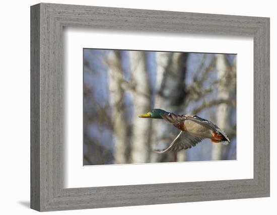 Washington, Mallard Drake in Flight-Gary Luhm-Framed Photographic Print