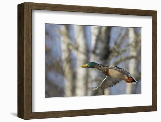 Washington, Mallard Drake in Flight-Gary Luhm-Framed Photographic Print