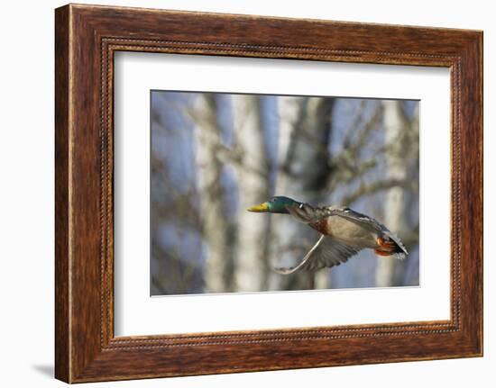 Washington, Mallard Drake in Flight-Gary Luhm-Framed Photographic Print