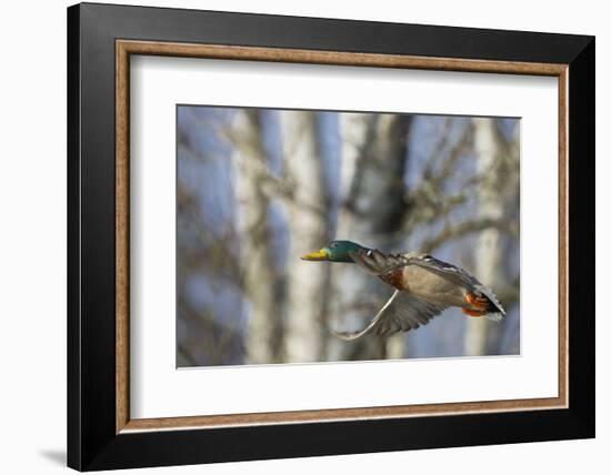 Washington, Mallard Drake in Flight-Gary Luhm-Framed Photographic Print