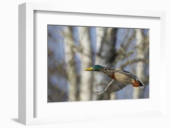 Washington, Mallard Drake in Flight-Gary Luhm-Framed Photographic Print