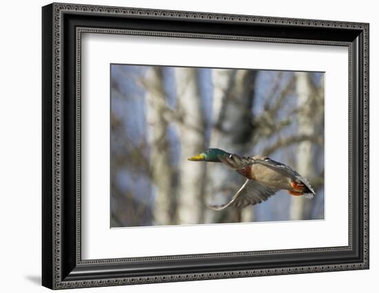 Washington, Mallard Drake in Flight-Gary Luhm-Framed Photographic Print