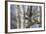 Washington, Mallard Drake in Flight-Gary Luhm-Framed Photographic Print
