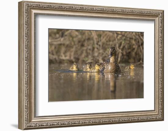 Washington, Mallard Hen with Ducklings on the Shore of Lake Washington-Gary Luhm-Framed Photographic Print