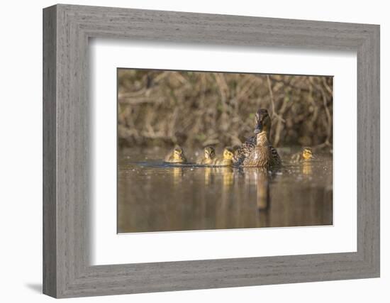 Washington, Mallard Hen with Ducklings on the Shore of Lake Washington-Gary Luhm-Framed Photographic Print