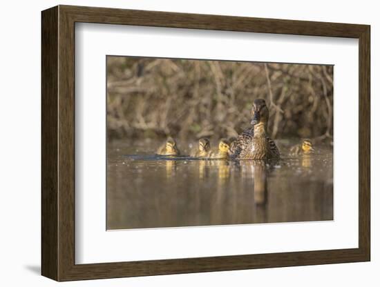 Washington, Mallard Hen with Ducklings on the Shore of Lake Washington-Gary Luhm-Framed Photographic Print