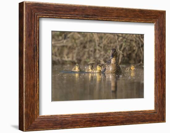 Washington, Mallard Hen with Ducklings on the Shore of Lake Washington-Gary Luhm-Framed Photographic Print