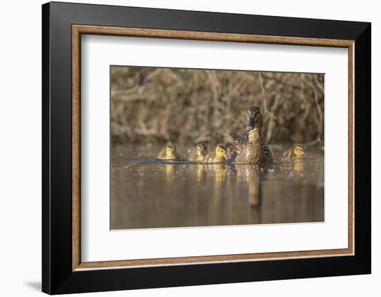 Washington, Mallard Hen with Ducklings on the Shore of Lake Washington-Gary Luhm-Framed Photographic Print