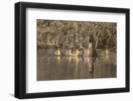 Washington, Mallard Hen with Ducklings on the Shore of Lake Washington-Gary Luhm-Framed Photographic Print