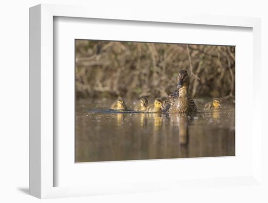 Washington, Mallard Hen with Ducklings on the Shore of Lake Washington-Gary Luhm-Framed Photographic Print