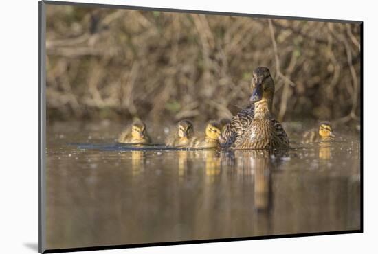 Washington, Mallard Hen with Ducklings on the Shore of Lake Washington-Gary Luhm-Mounted Photographic Print