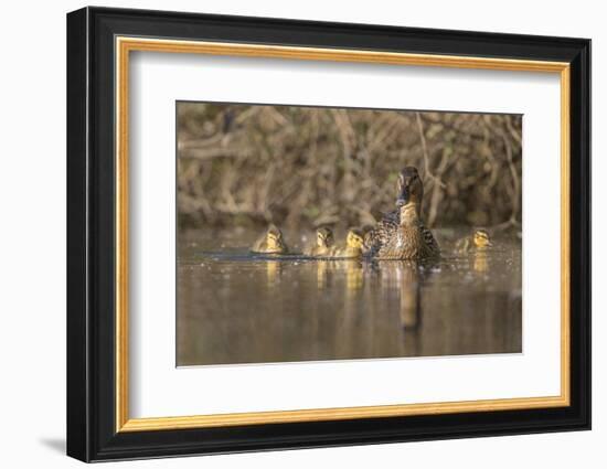 Washington, Mallard Hen with Ducklings on the Shore of Lake Washington-Gary Luhm-Framed Photographic Print