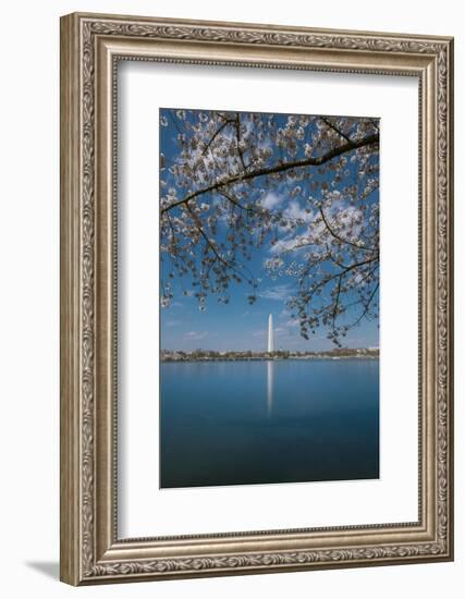 Washington Monument and Cherry Blossom-Belinda Shi-Framed Photographic Print