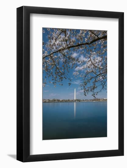 Washington Monument and Cherry Blossom-Belinda Shi-Framed Photographic Print