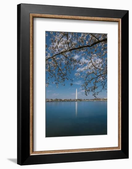 Washington Monument and Cherry Blossom-Belinda Shi-Framed Photographic Print