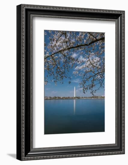 Washington Monument and Cherry Blossom-Belinda Shi-Framed Photographic Print