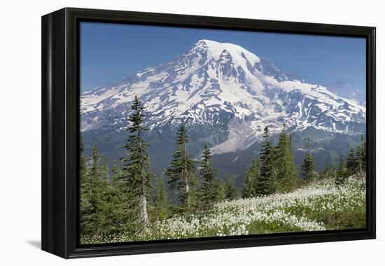 Washington, Mount Rainier National Park. Avalanche Lilies and Mount Rainier-Jaynes Gallery-Framed Premier Image Canvas