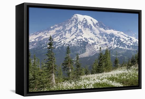 Washington, Mount Rainier National Park. Avalanche Lilies and Mount Rainier-Jaynes Gallery-Framed Premier Image Canvas