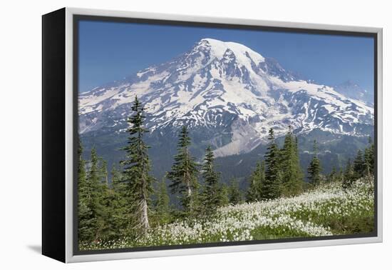 Washington, Mount Rainier National Park. Avalanche Lilies and Mount Rainier-Jaynes Gallery-Framed Premier Image Canvas