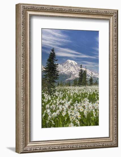 Washington, Mount Rainier National Park. Avalanche Lilies and Mount Rainier-Jaynes Gallery-Framed Photographic Print